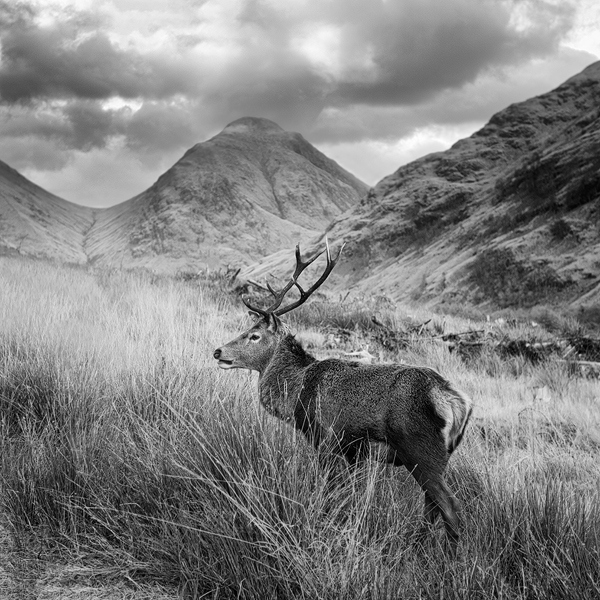 Jelen, Glen Etive